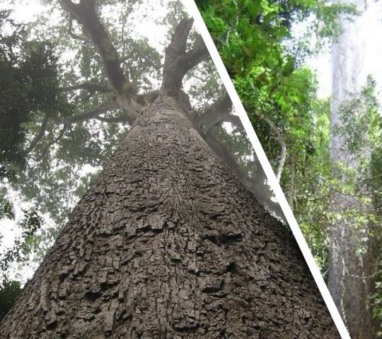 The Big Tree (in Akim Oda)